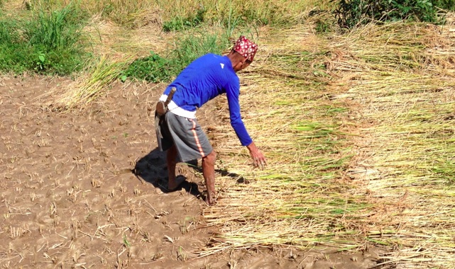 Harvested rice laid out to dry