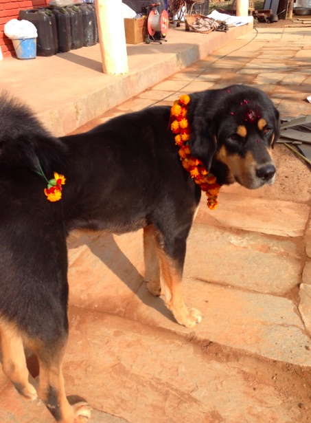 Toshi, decorated for Tihar