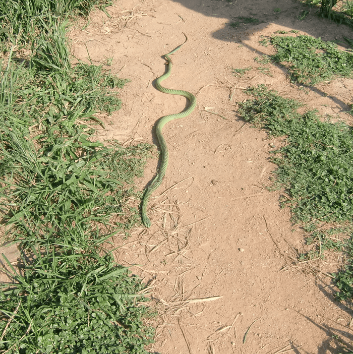 Green mamba at the hospital