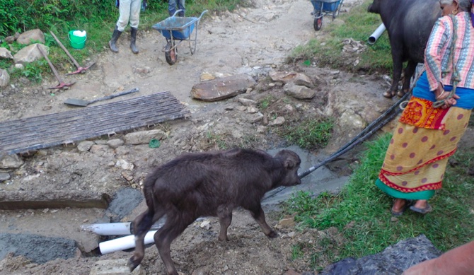 Mama buffalo and calf near fresh concrete